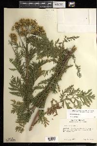 Tanacetum vulgare image