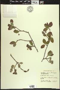 Amelanchier bartramiana image