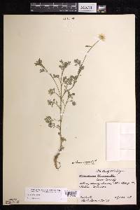 Anthemis arvensis image