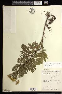 Tanacetum vulgare image