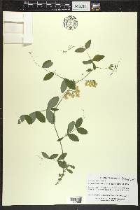 Lathyrus ochroleucus image