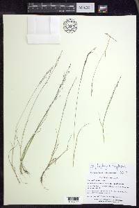 Muhlenbergia uniflora image