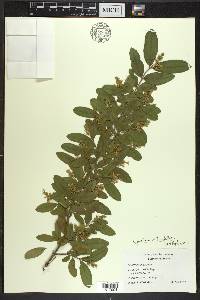 Ligustrum ovalifolium image