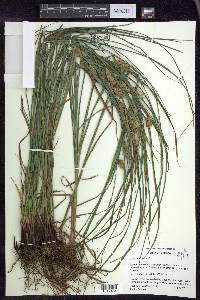 Carex tuckermanii image