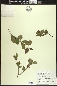 Amelanchier bartramiana image