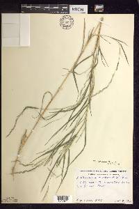 Muhlenbergia mexicana image