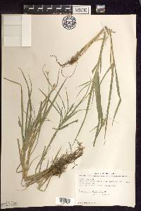 Carex cristatella image