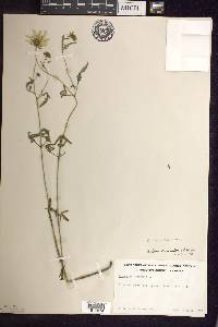 Bidens trichosperma image