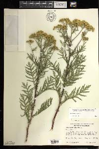 Tanacetum vulgare image