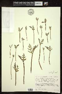 Botrychium matricariifolium image