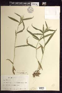 Panicum acuminatum image