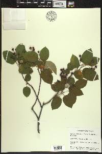 Amelanchier laevis image