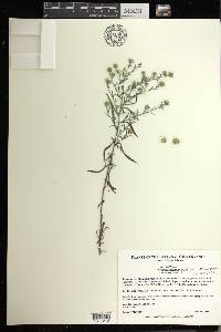 Symphyotrichum pilosum var. pilosum image