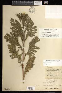 Tanacetum vulgare image