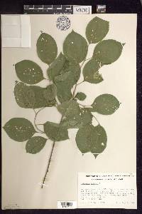 Celastrus scandens image