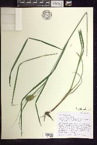 Carex squarrosa image