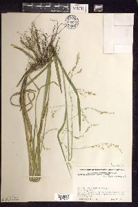 Glyceria canadensis image