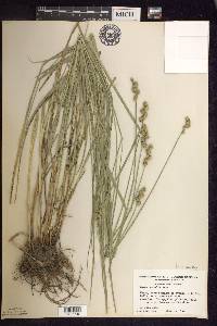 Carex normalis image