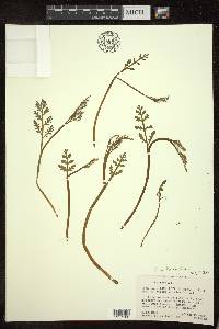 Botrychium matricariifolium image