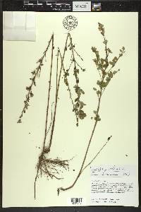 Lespedeza violacea image