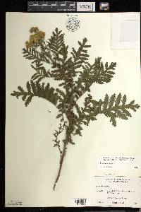 Tanacetum vulgare image