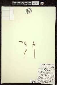 Botrychium matricariifolium image