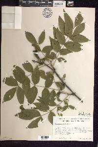 Zanthoxylum americanum image