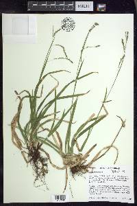 Carex arctata image