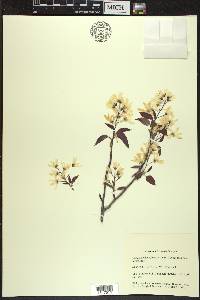 Amelanchier laevis image