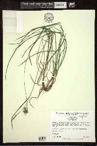 Carex pallescens image