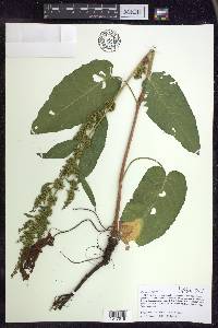 Rumex obtusifolius image