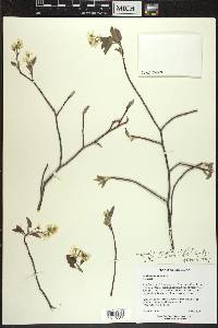 Amelanchier spicata image