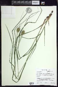 Carex squarrosa image