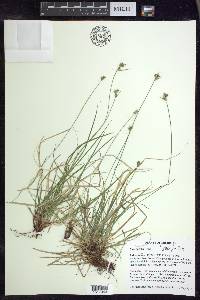 Carex peckii image