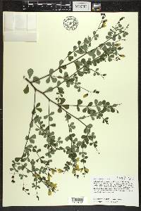 Baptisia tinctoria image