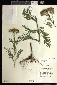 Tanacetum vulgare image