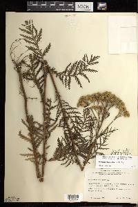 Tanacetum vulgare image