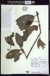 Jubelina wilburii image