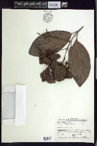 Jubelina wilburii image