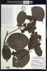 Jubelina wilburii image