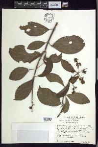 Jubelina wilburii image