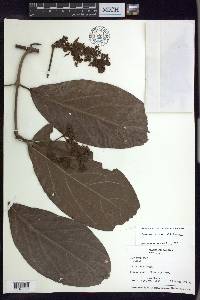 Jubelina wilburii image