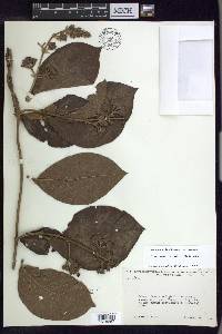Jubelina riparia image
