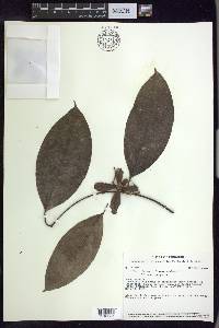 Dicella julianii image