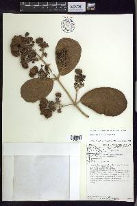 Jubelina rosea image