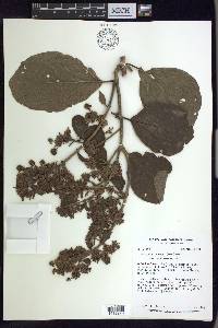Jubelina rosea image