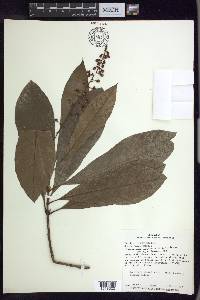 Lophanthera longifolia image