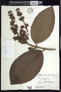 Jubelina magnifica image