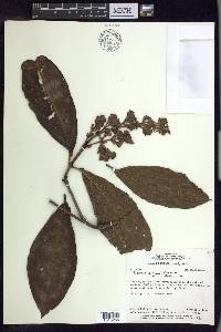 Jubelina riparia image