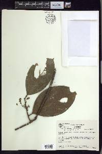 Jubelina wilburii image